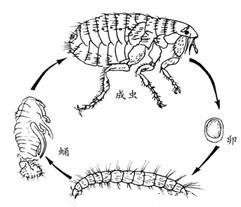 蚤類的(de)危害與防 制