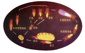 白蟻的(de)防 制