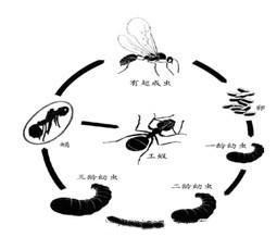 螞 蟻的(de)防 制