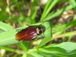   澳洲大(dà)蠊