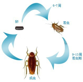 蟑螂的(de)危害