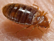 臭蟲 Bedbug