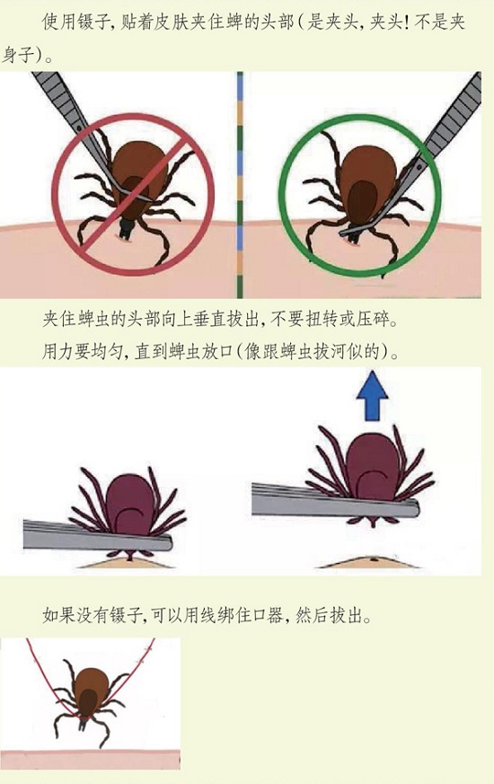 【北(běi)京專業滅蟲公司】東方漢諾—北(běi)京快(kuài)訊