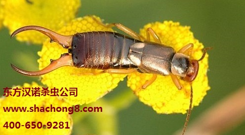 蠼螋  earwig Furficulidae